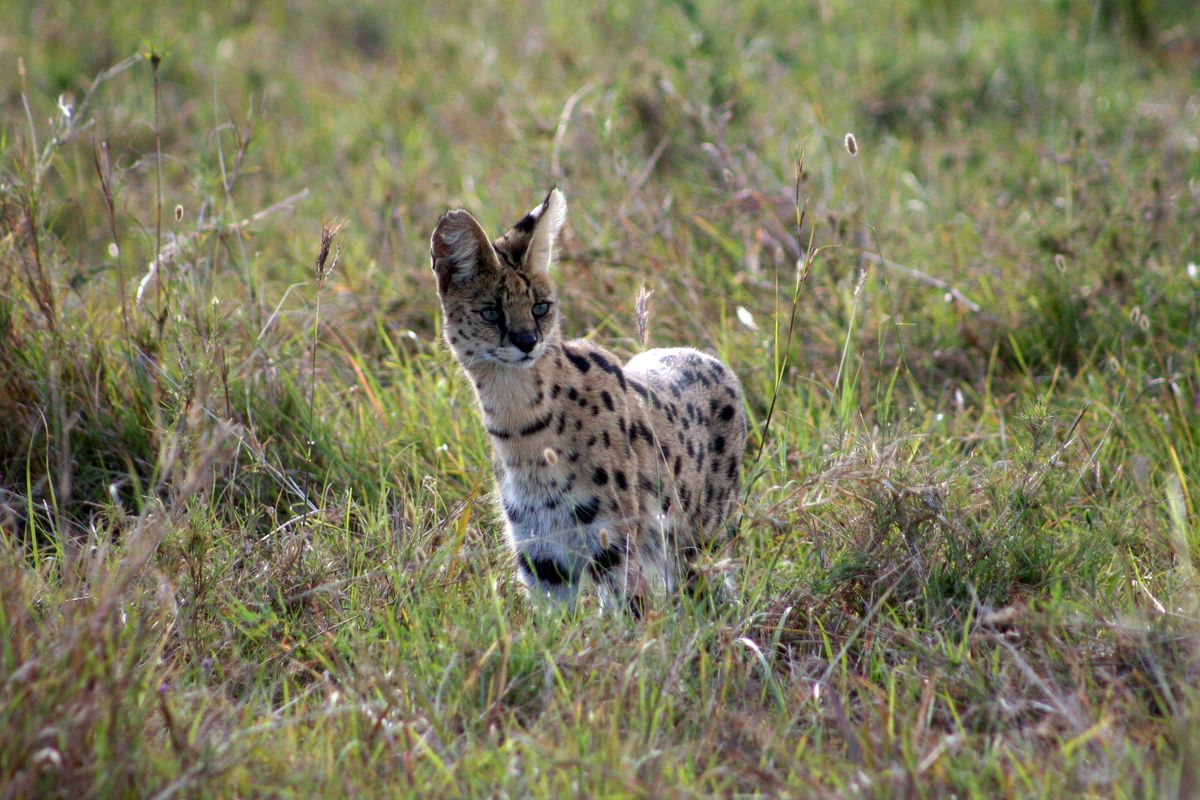 Masai Mara serval cat