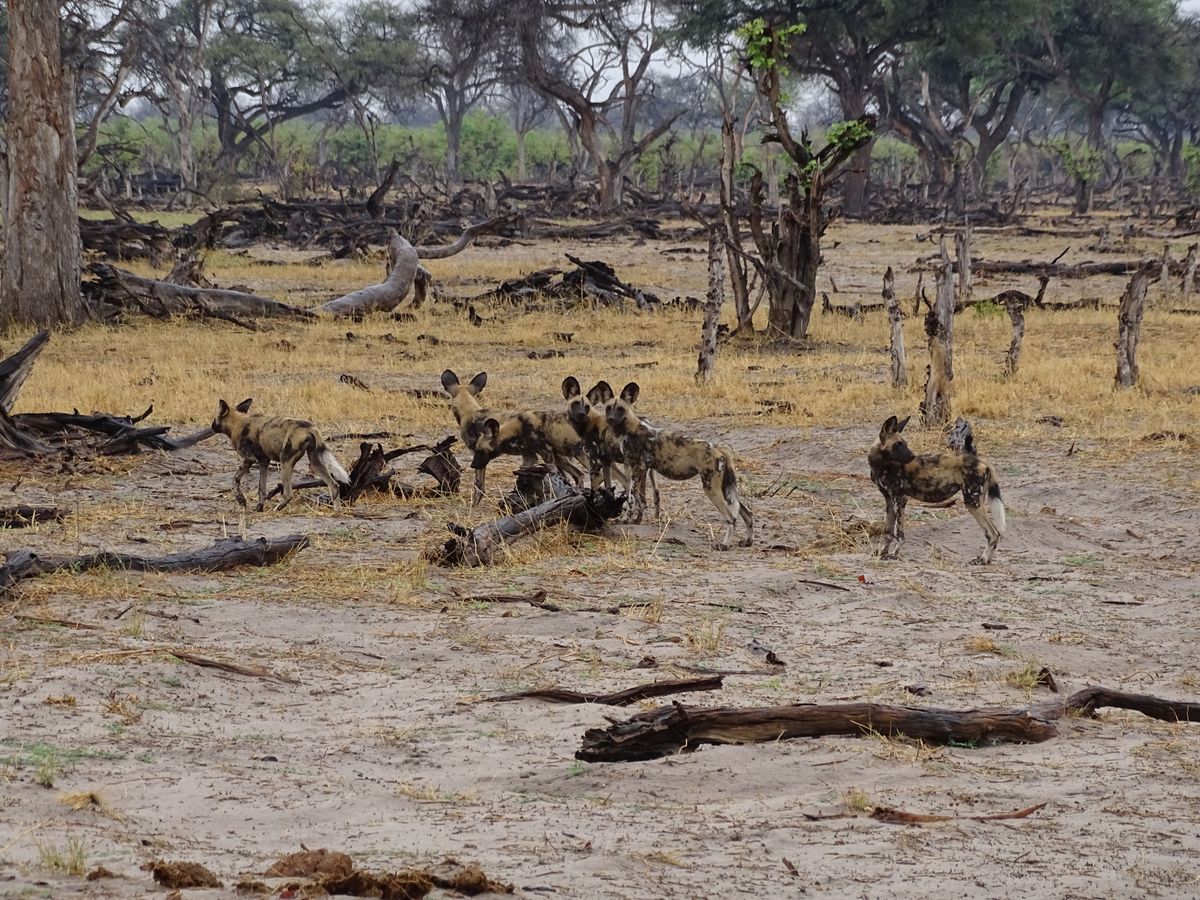 Khwai wilddogs