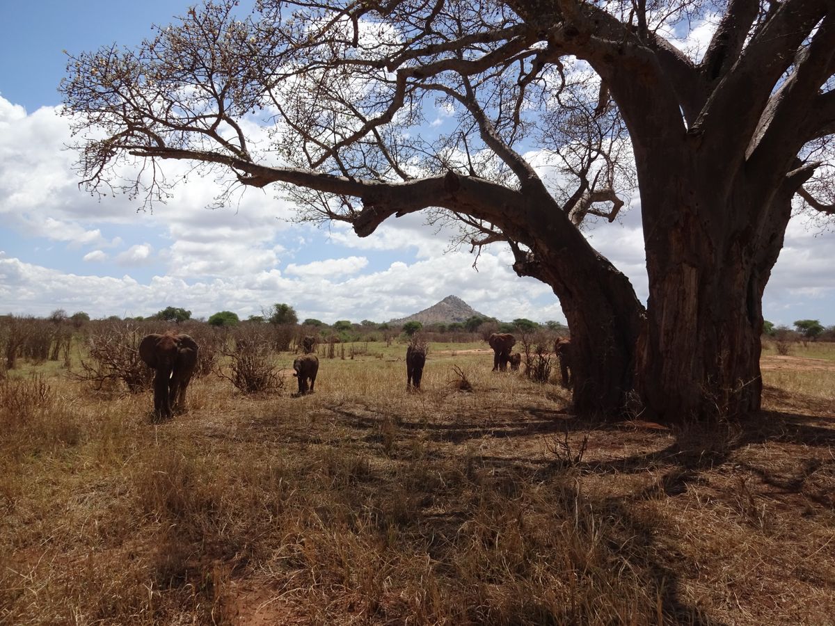 Tarangire Elis und baobab