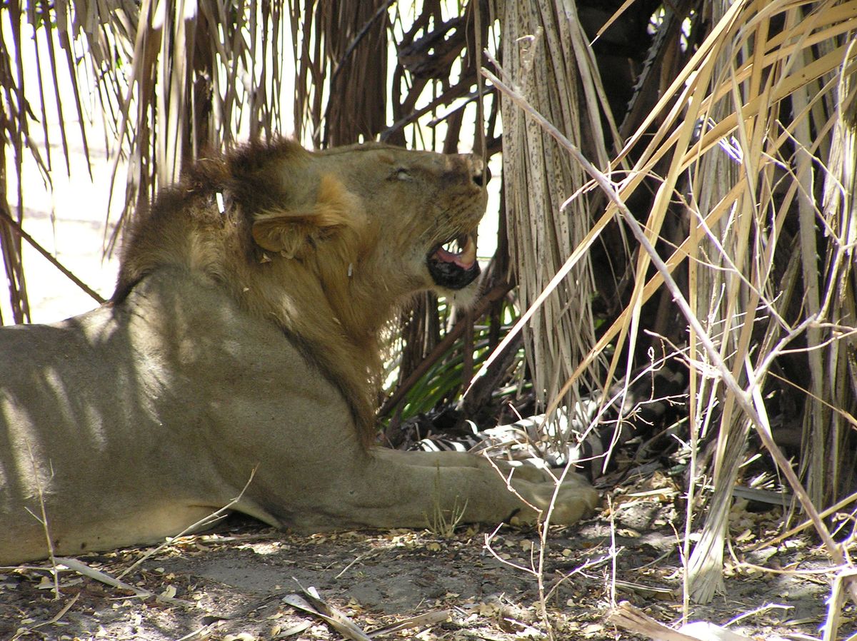 Nyerere lion