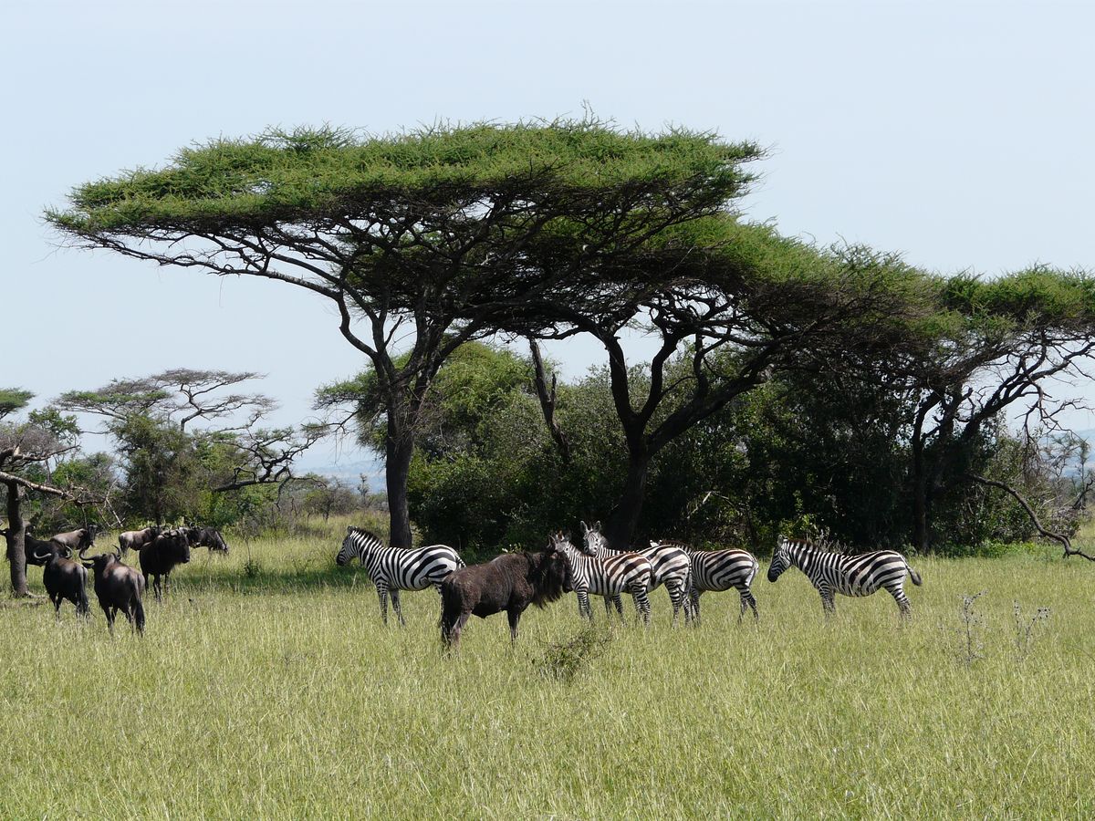 Zebras und Gnus in der tansanischen Savanne
