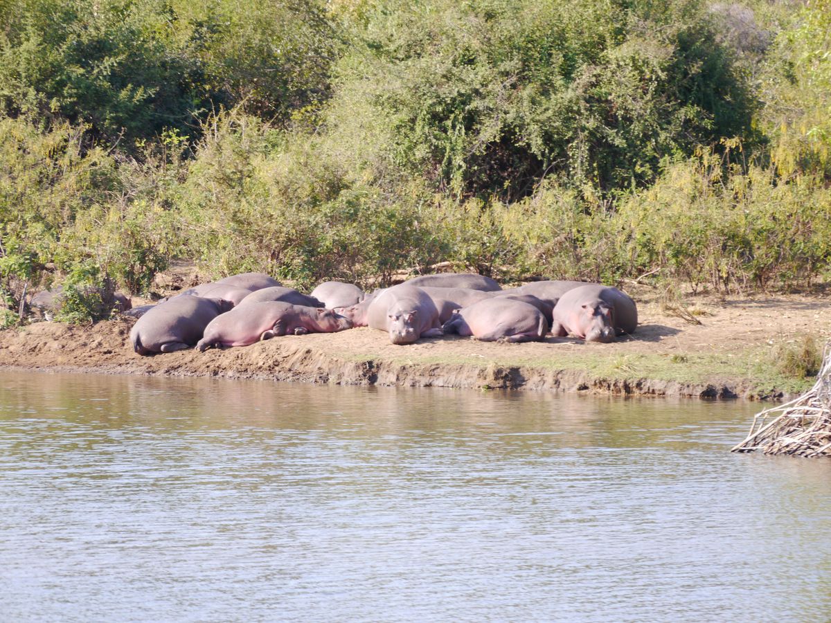 Lower Zambezi hippos