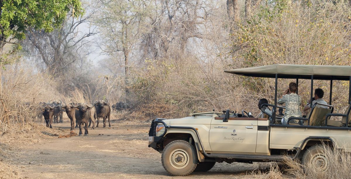 Baines' River Camp game drive