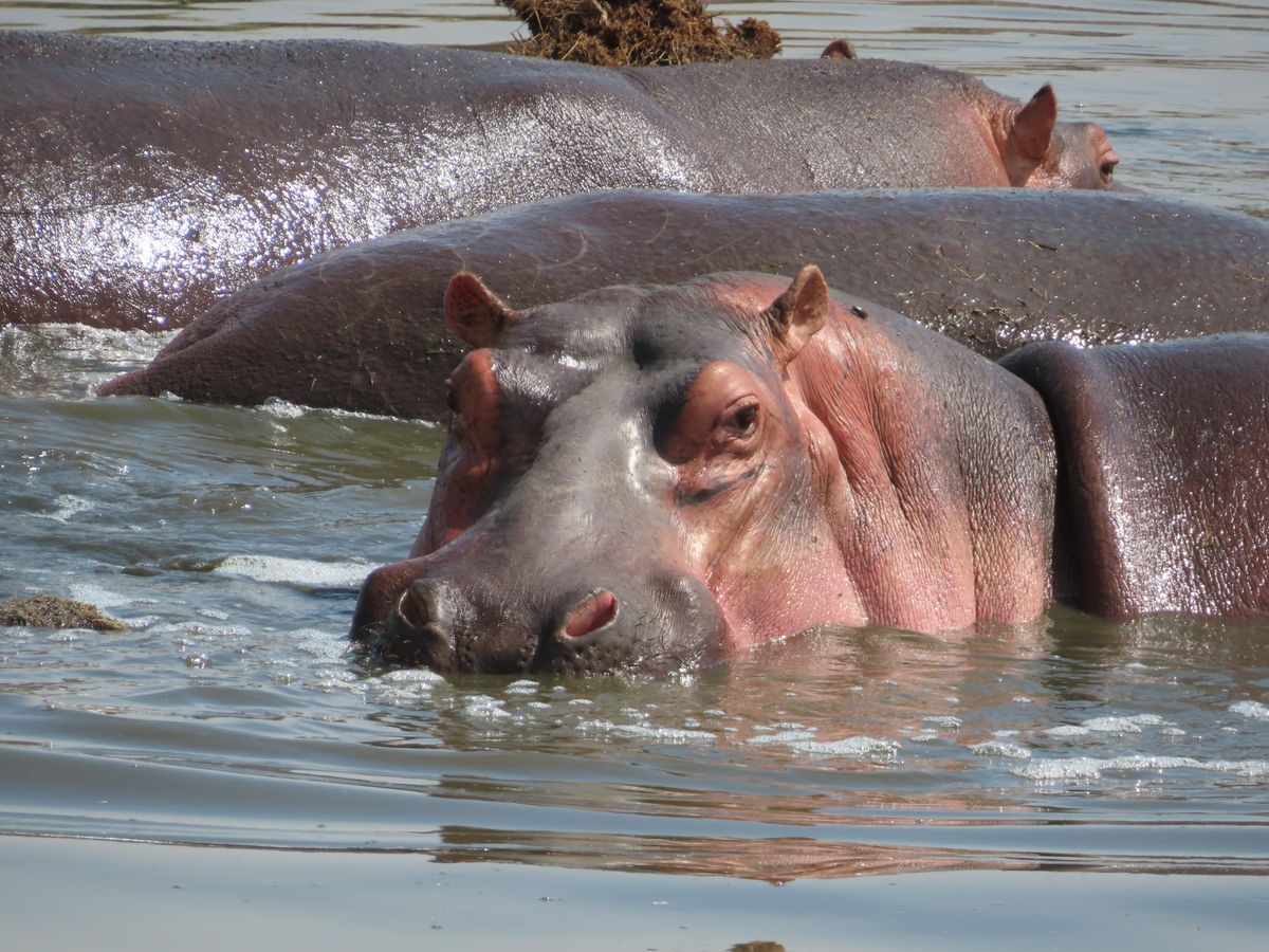 Lake Manyara hippos