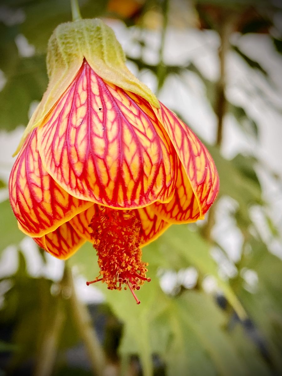 Zomba flowers