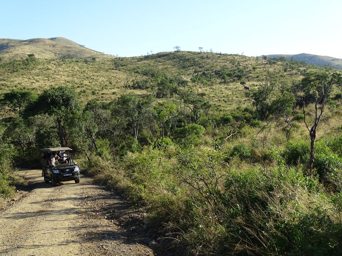 Hluhluwe game drive