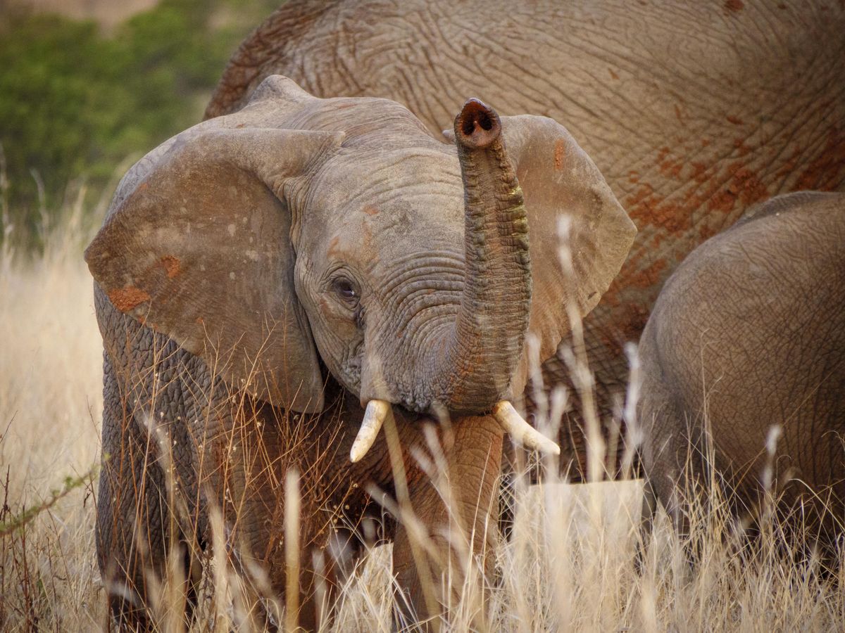 Nkomazi elephants