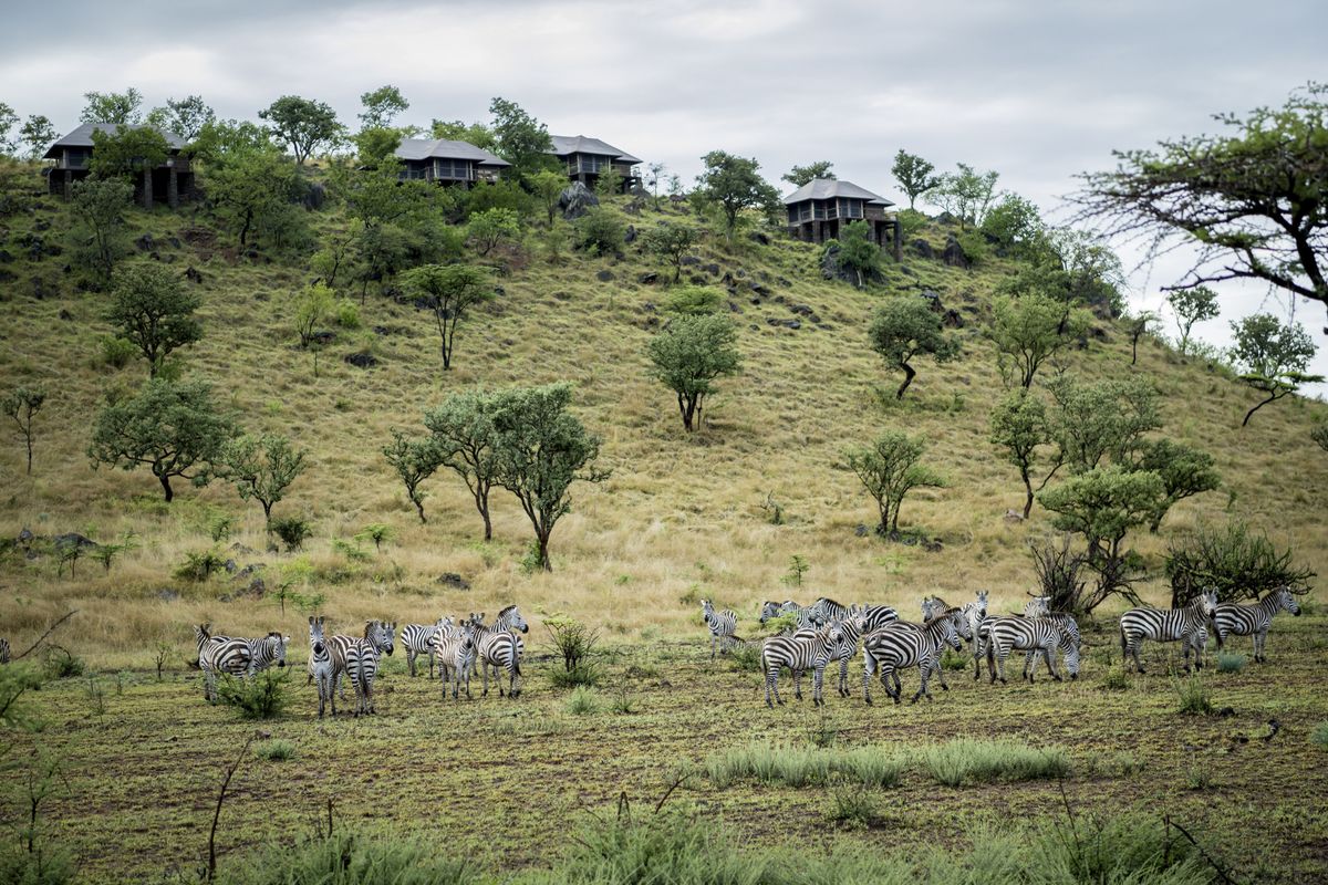 Grumeti Hills zebras