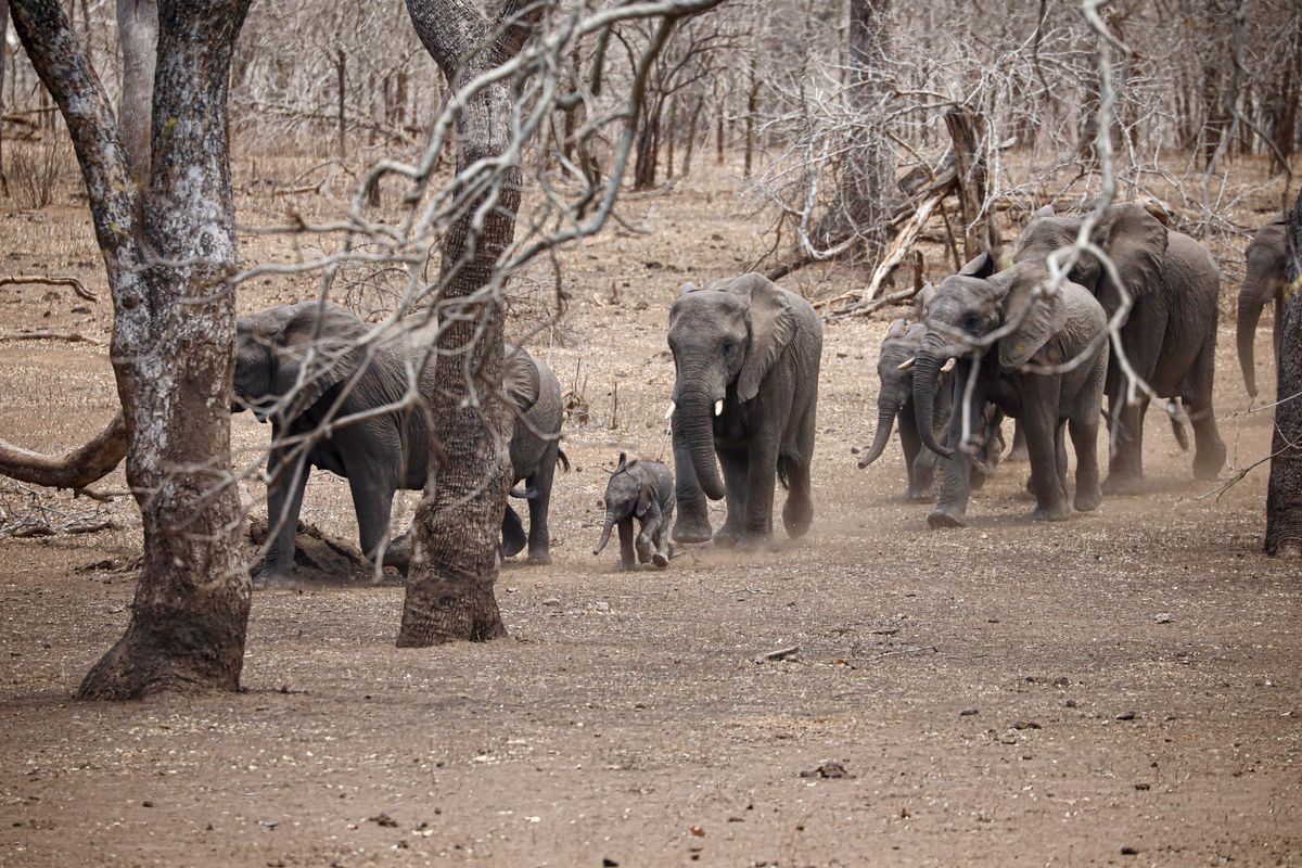 Majete elephant herd