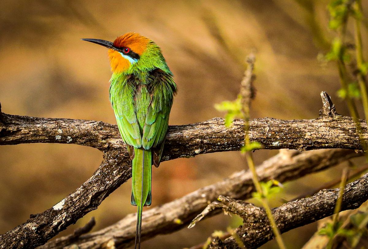 Majete bee-eater