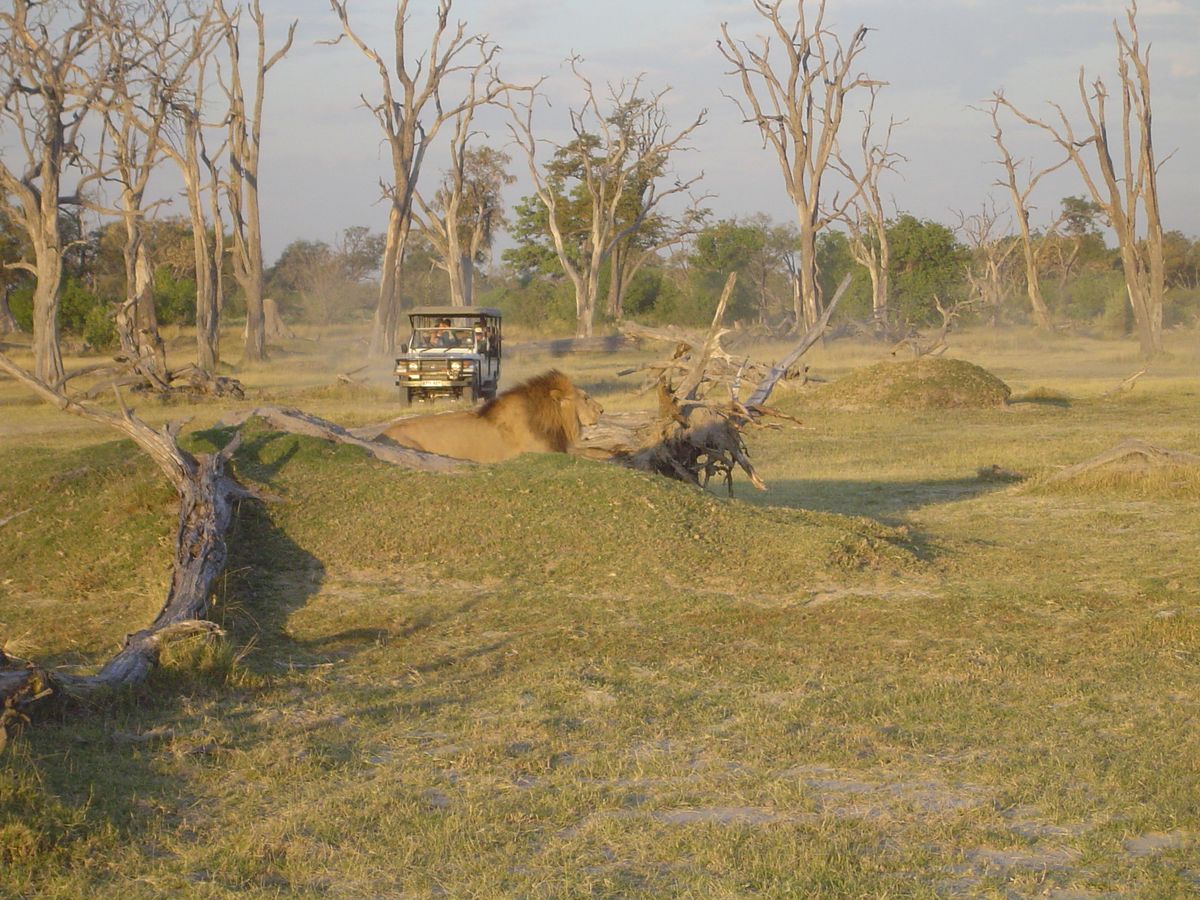 Moremi game drive lion