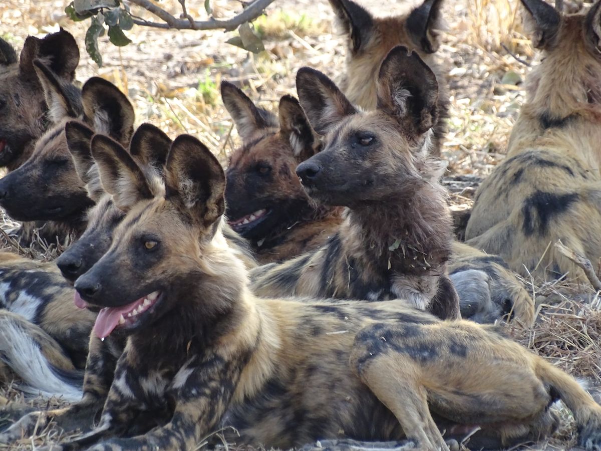 Savuti wilddogs