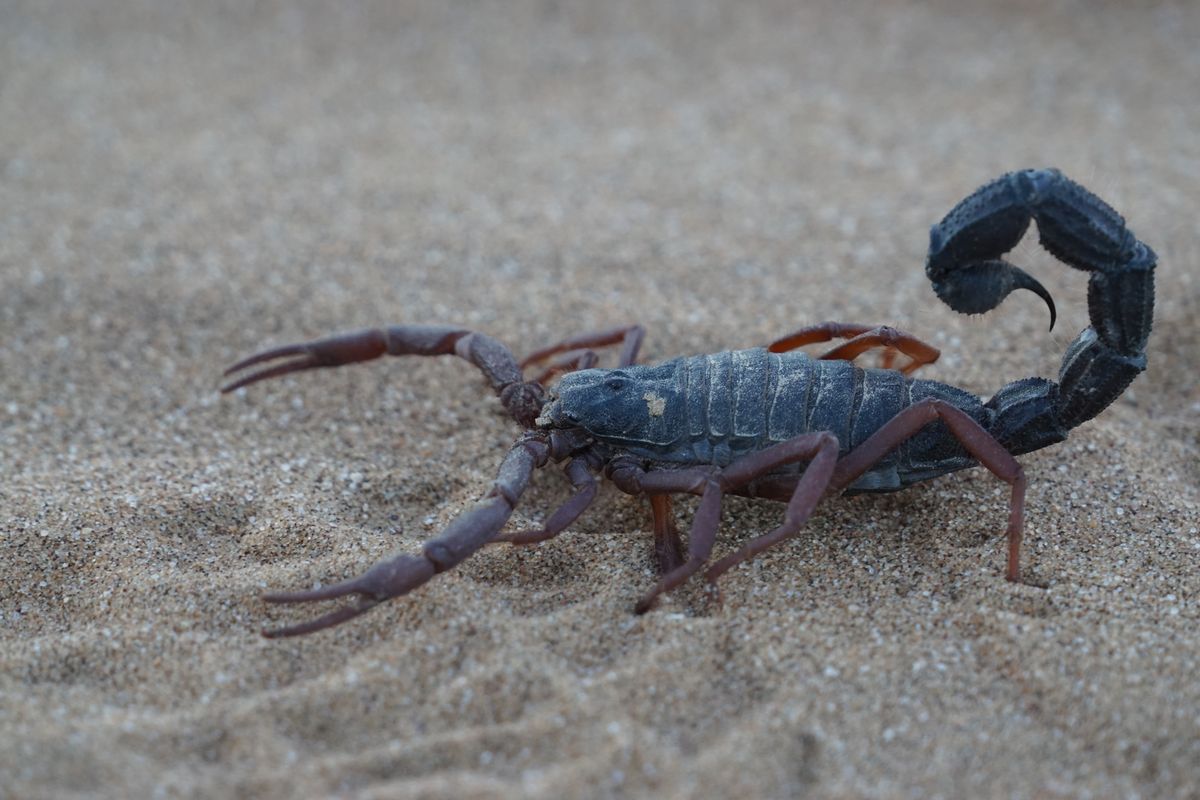 Living Desert Skorpion