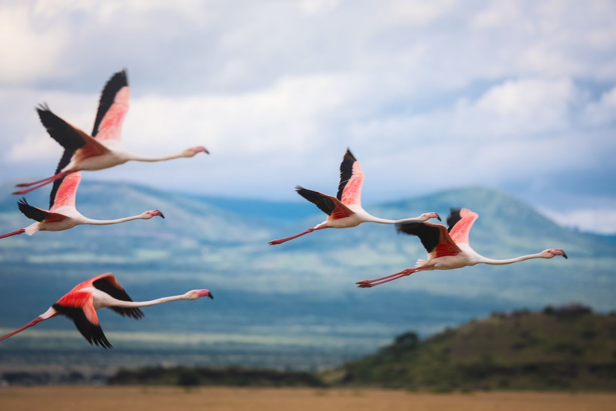 Lake Nakuru flying flamingos
