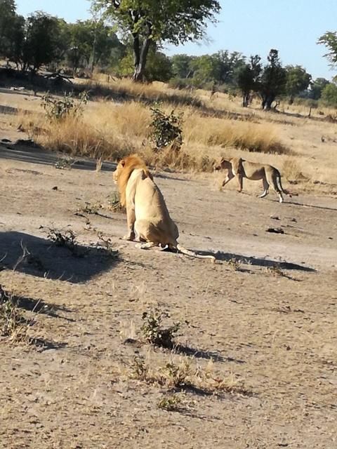 Löwe und Löwin in der South Luangwa Savanne