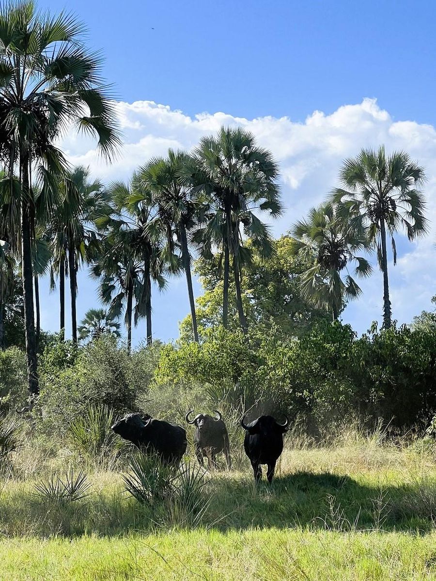 Kala buffalos