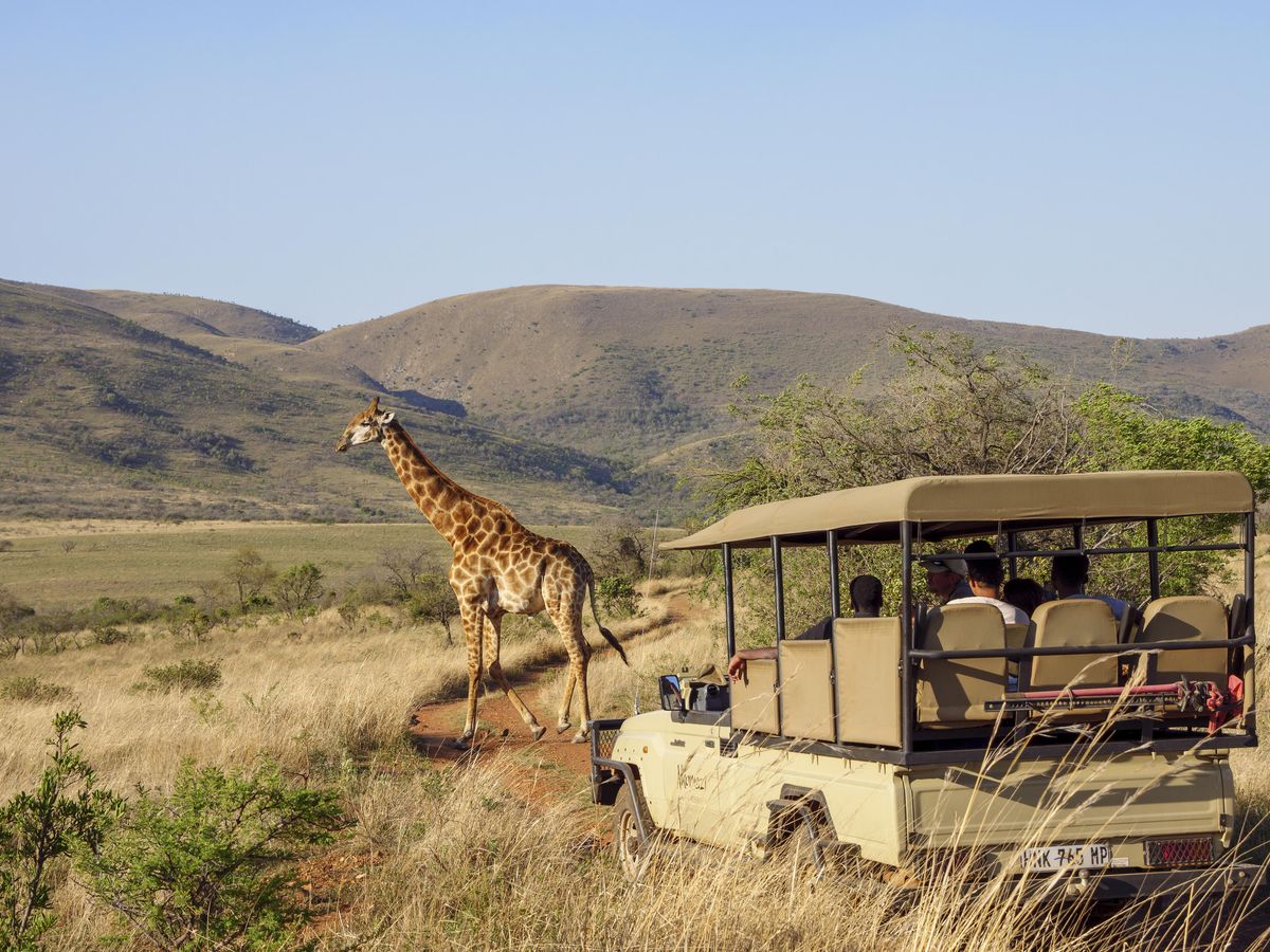 Nkomazi game drive and giraffe