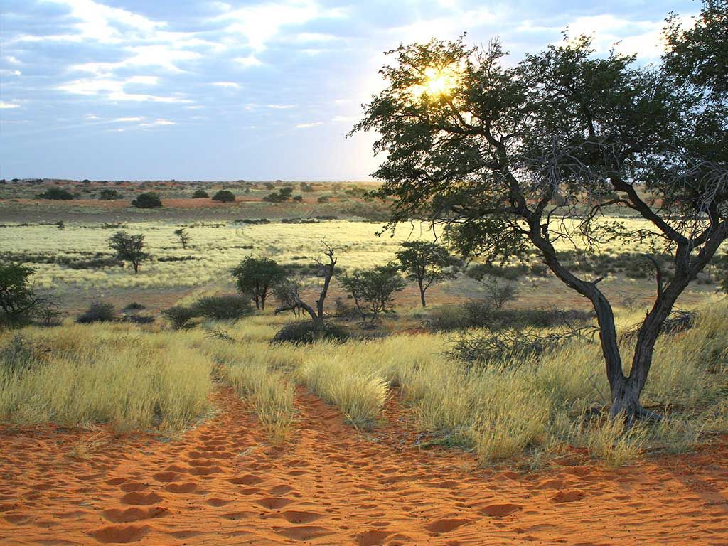 Kalahari Namibia