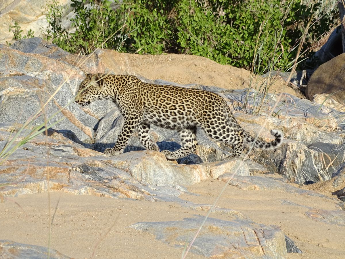 Kruger area Leopard