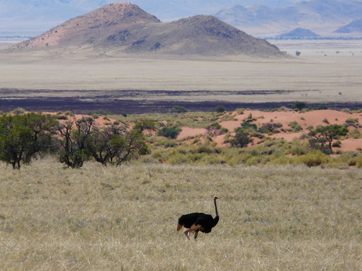 Namib Rand ostrich