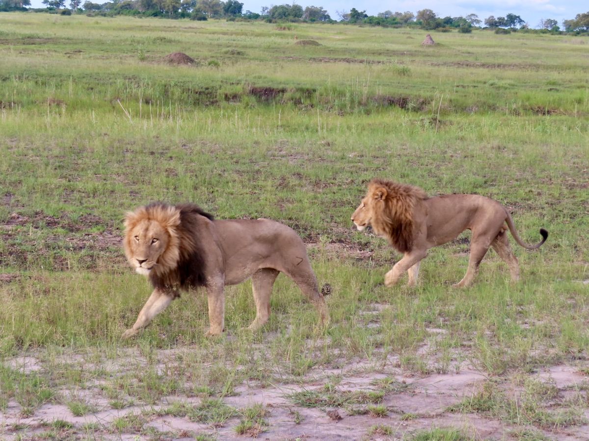 Chobe lions