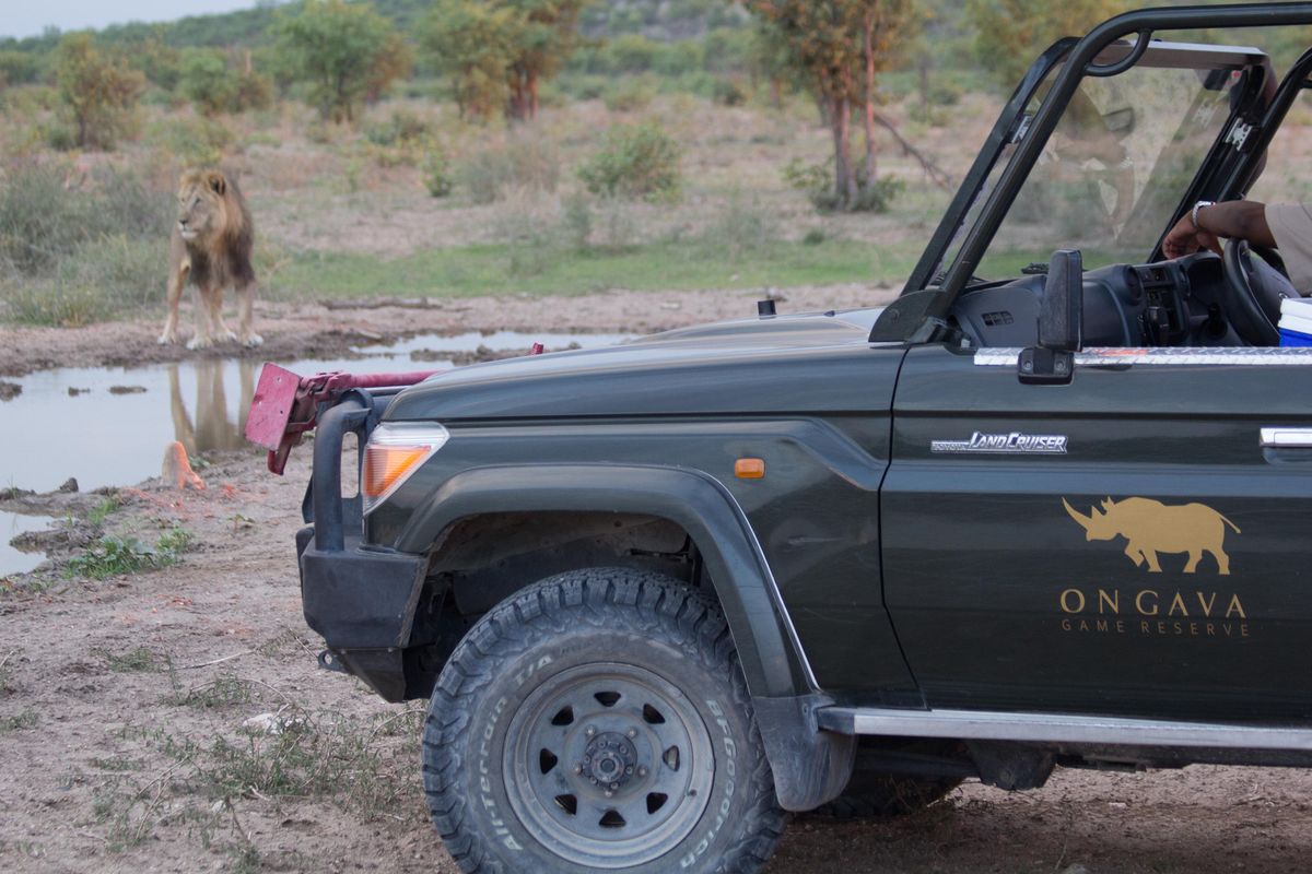 Ongava game drive lion
