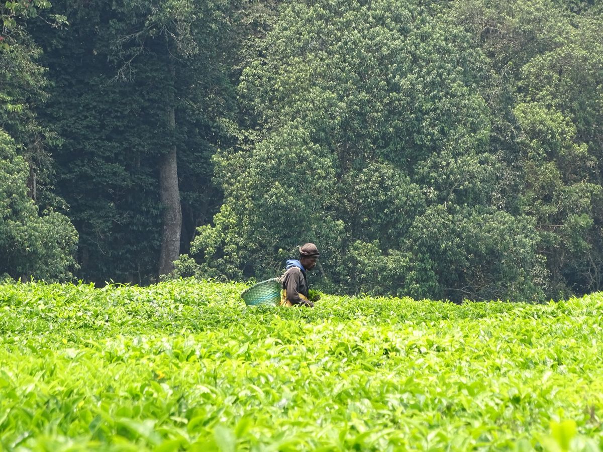 Nyungwe tea plantation