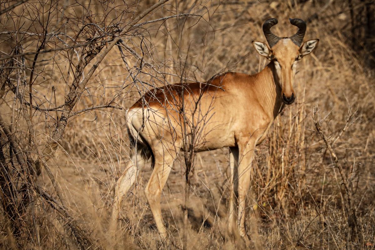 Majete red hartebeest