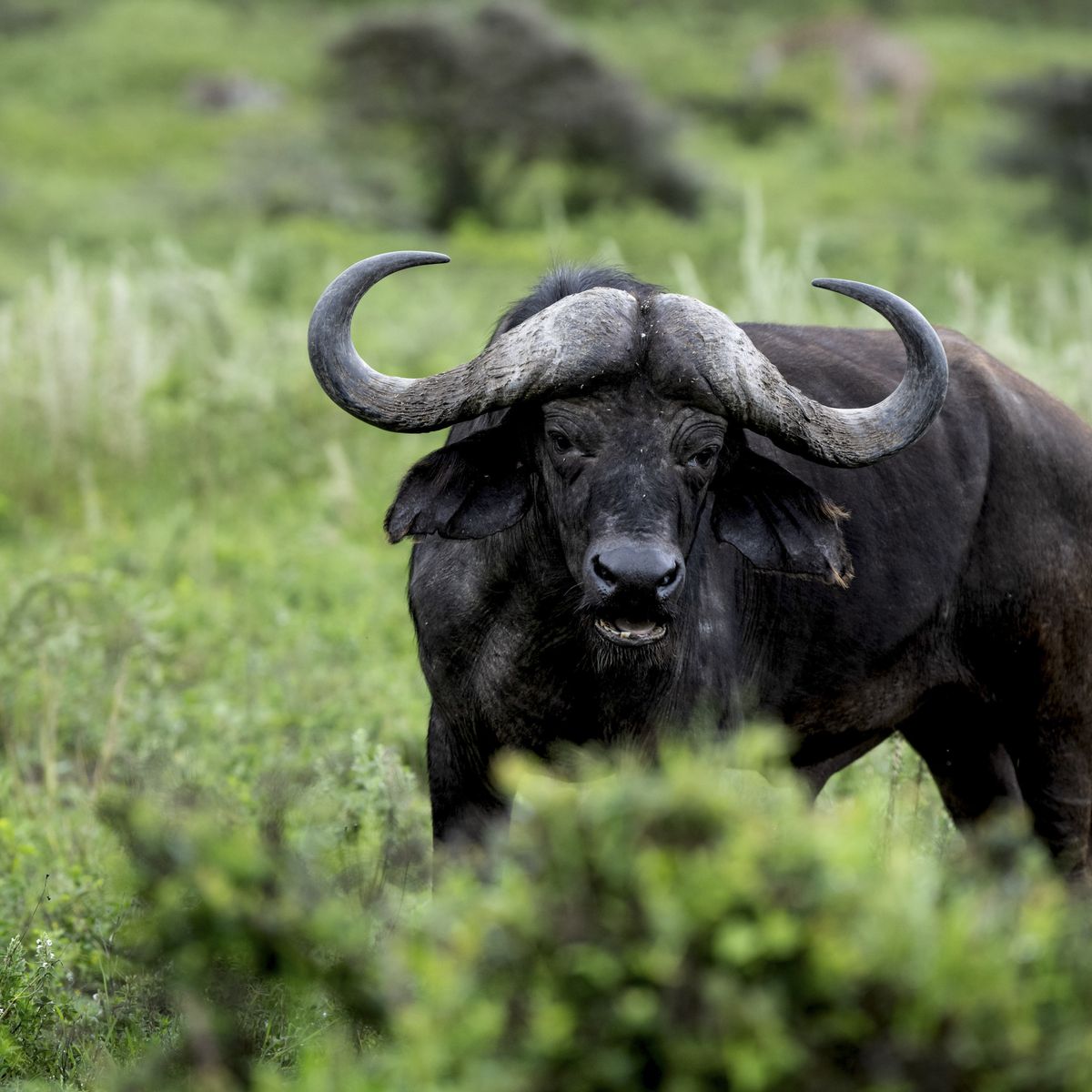 Arusha Park buffalo