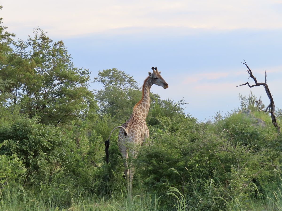 Chobe giraffe