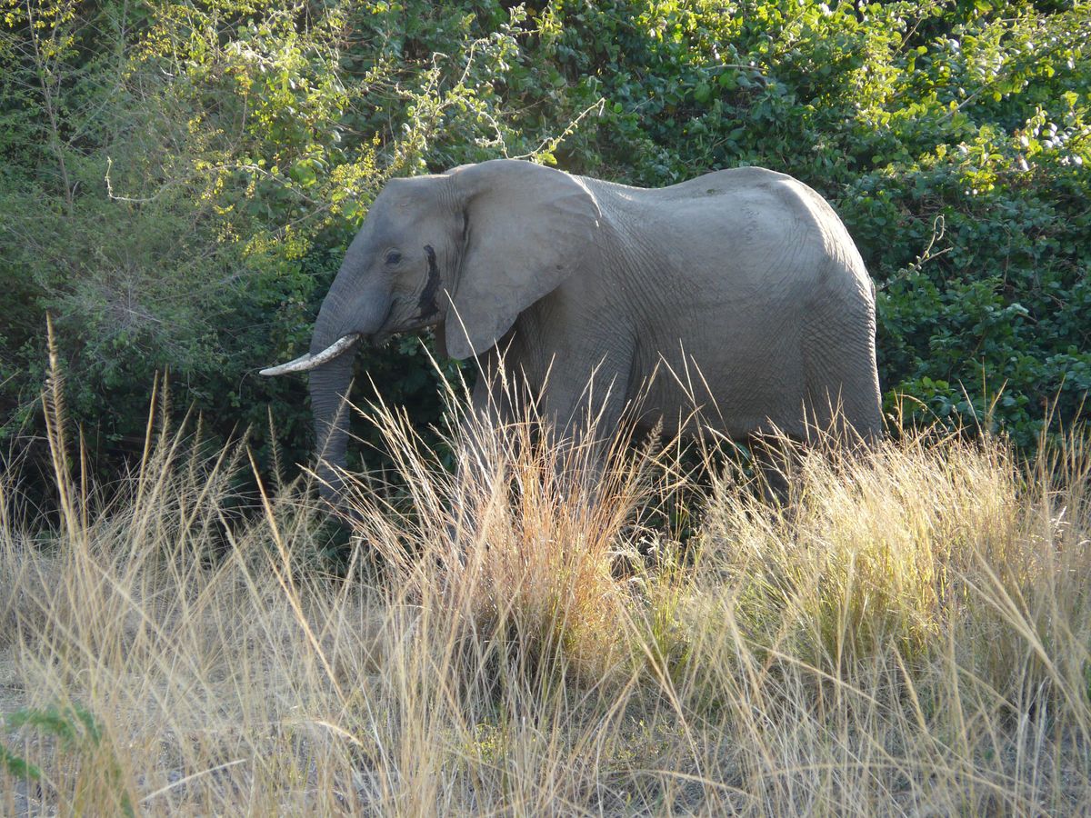 Luangwa elefant