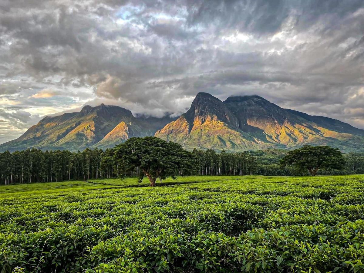 Thyolo Mulanje Region