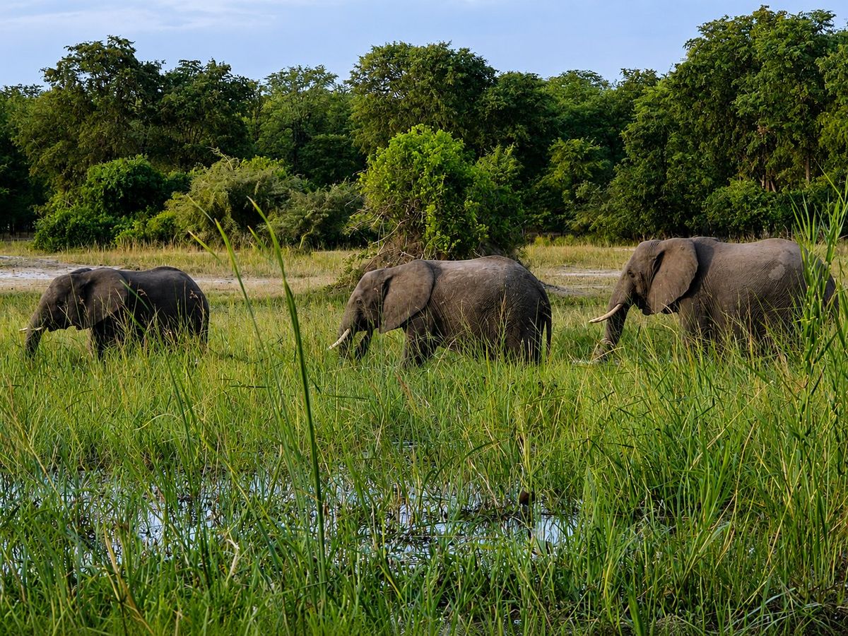 Liwonde Nationalpark