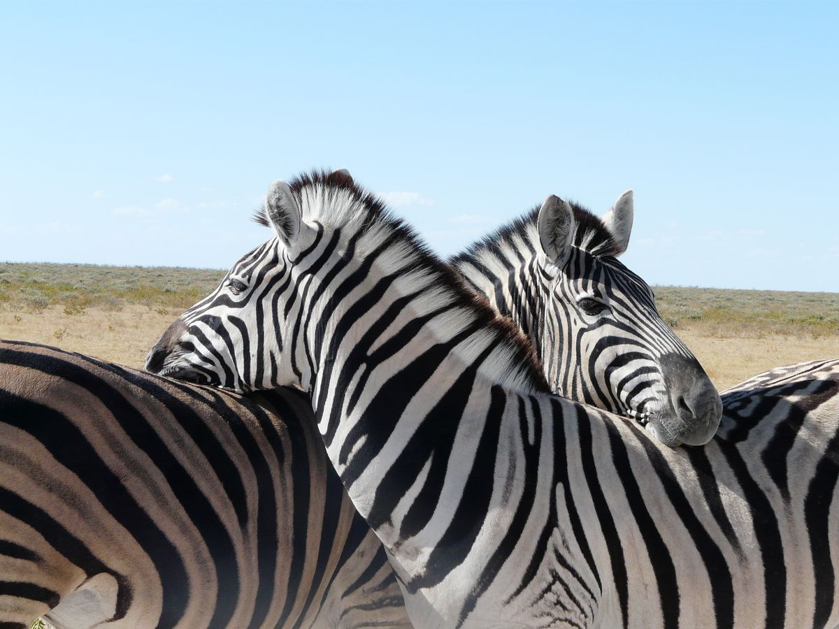Etosha Zebras