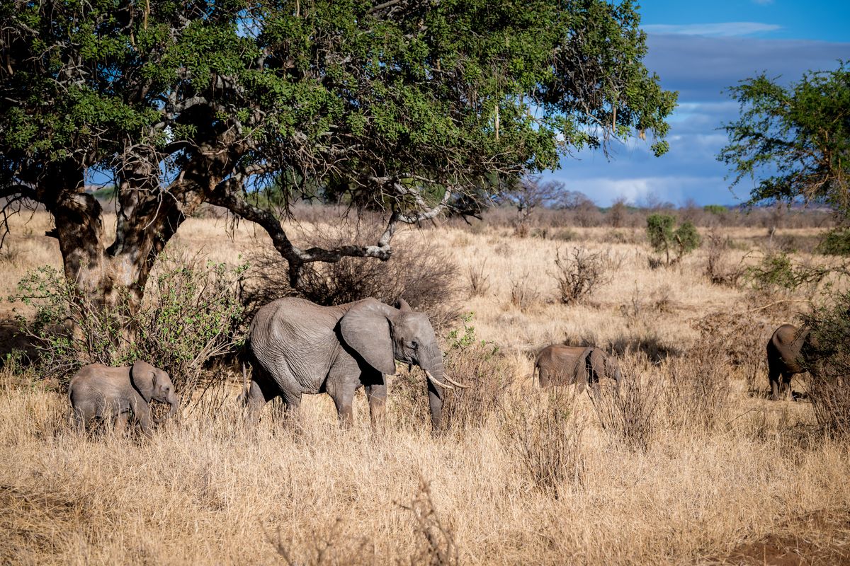 Tarangire elephants