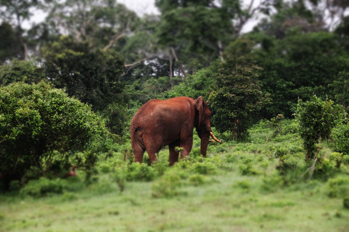 Aberdare Forest Elephant