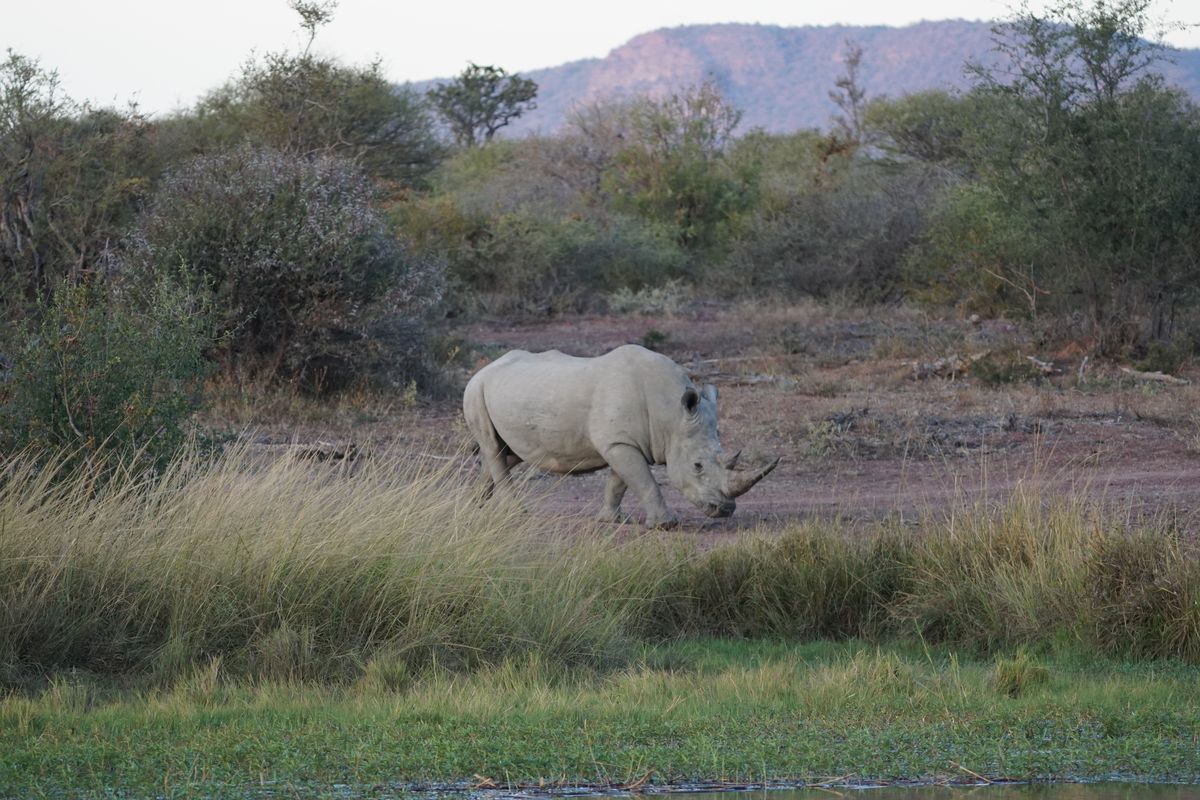 Marakele rhino