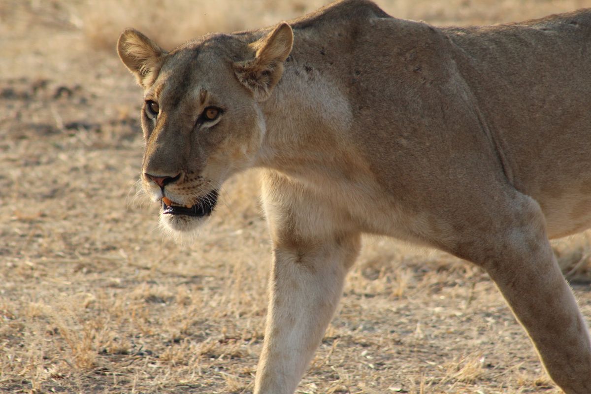 Safari-Experten fahren nach Sambia