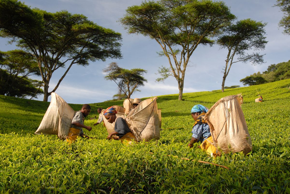 Huntingdon House tea farmer