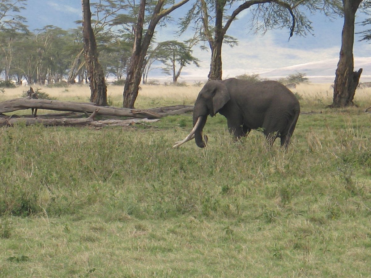 Ngorongoro Tusker