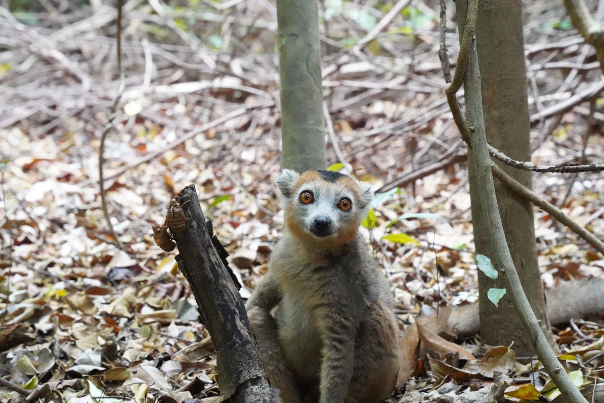 Lemur kronenmaki