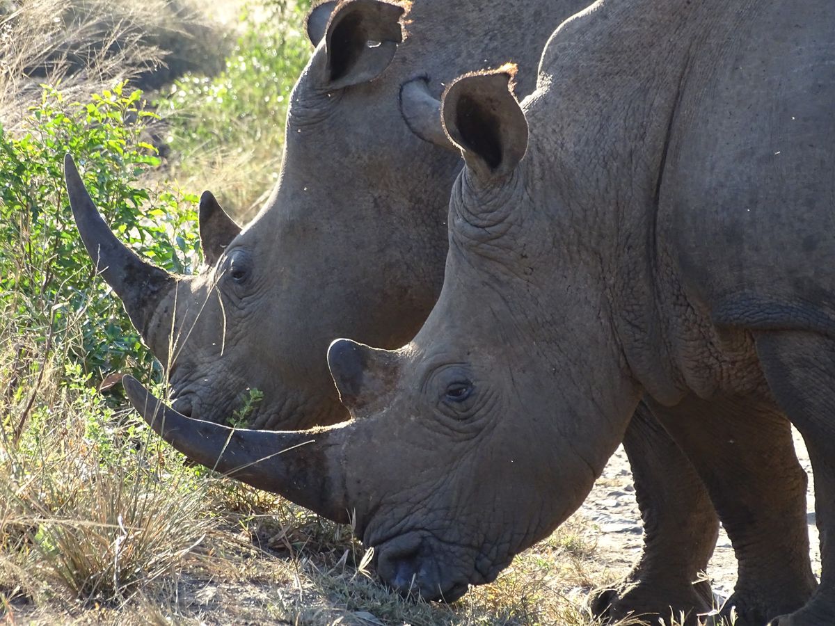 Hluhluwe Rhinos
