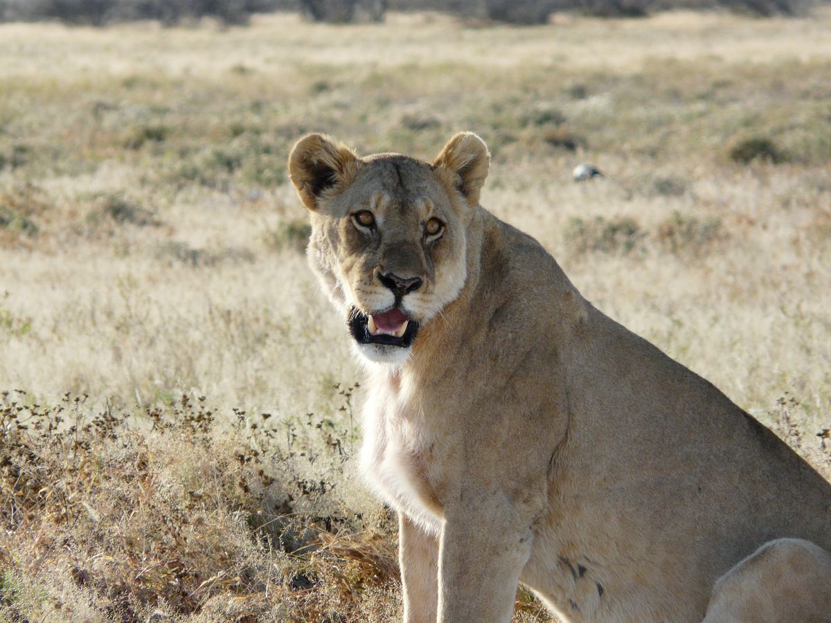 Etosha Lion