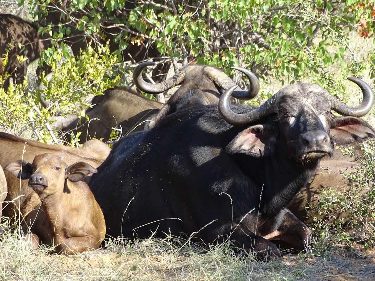 Timbavati buffalos