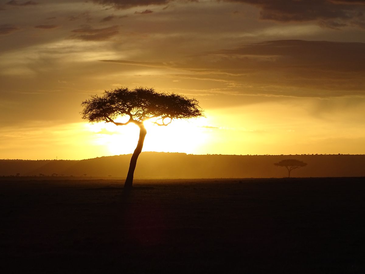 Masai Mara sunset tree
