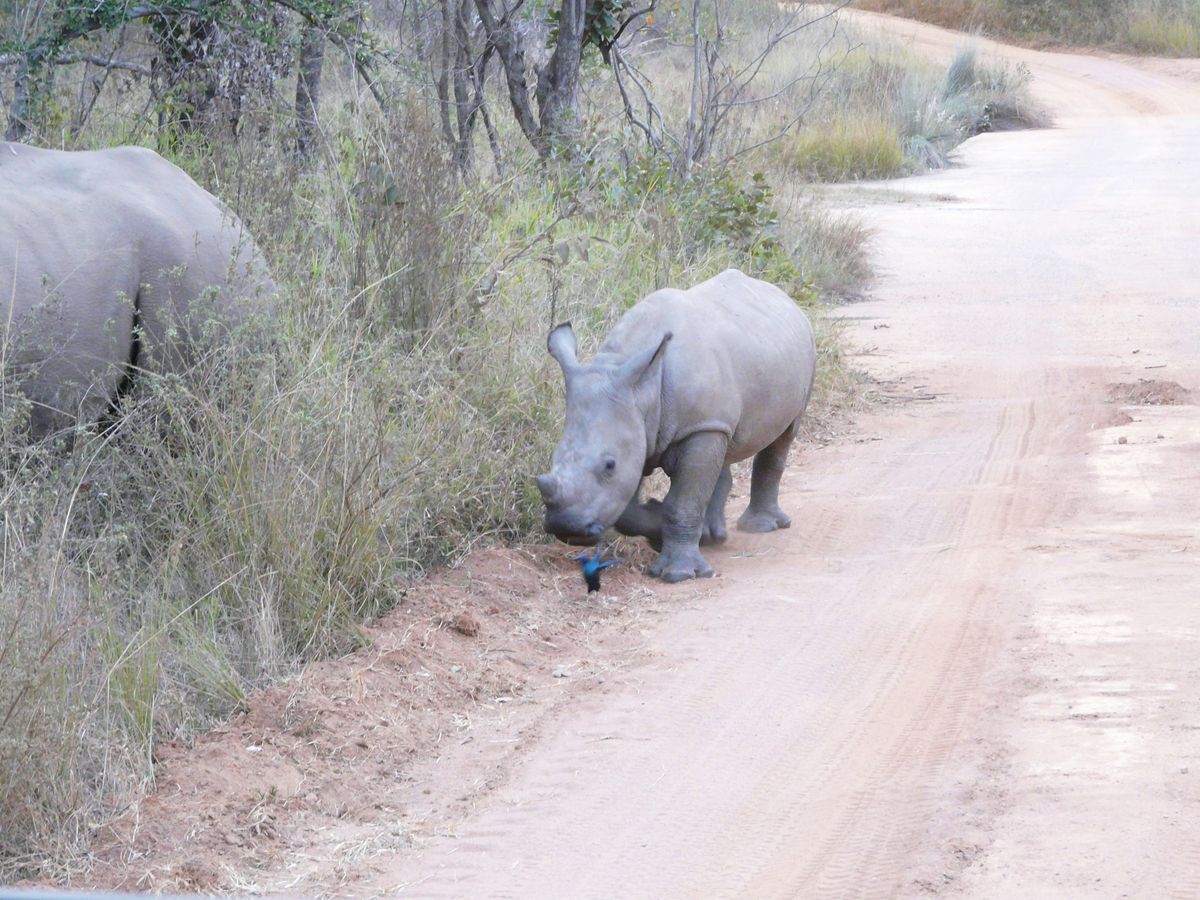 Welgevonden Game Reserve
