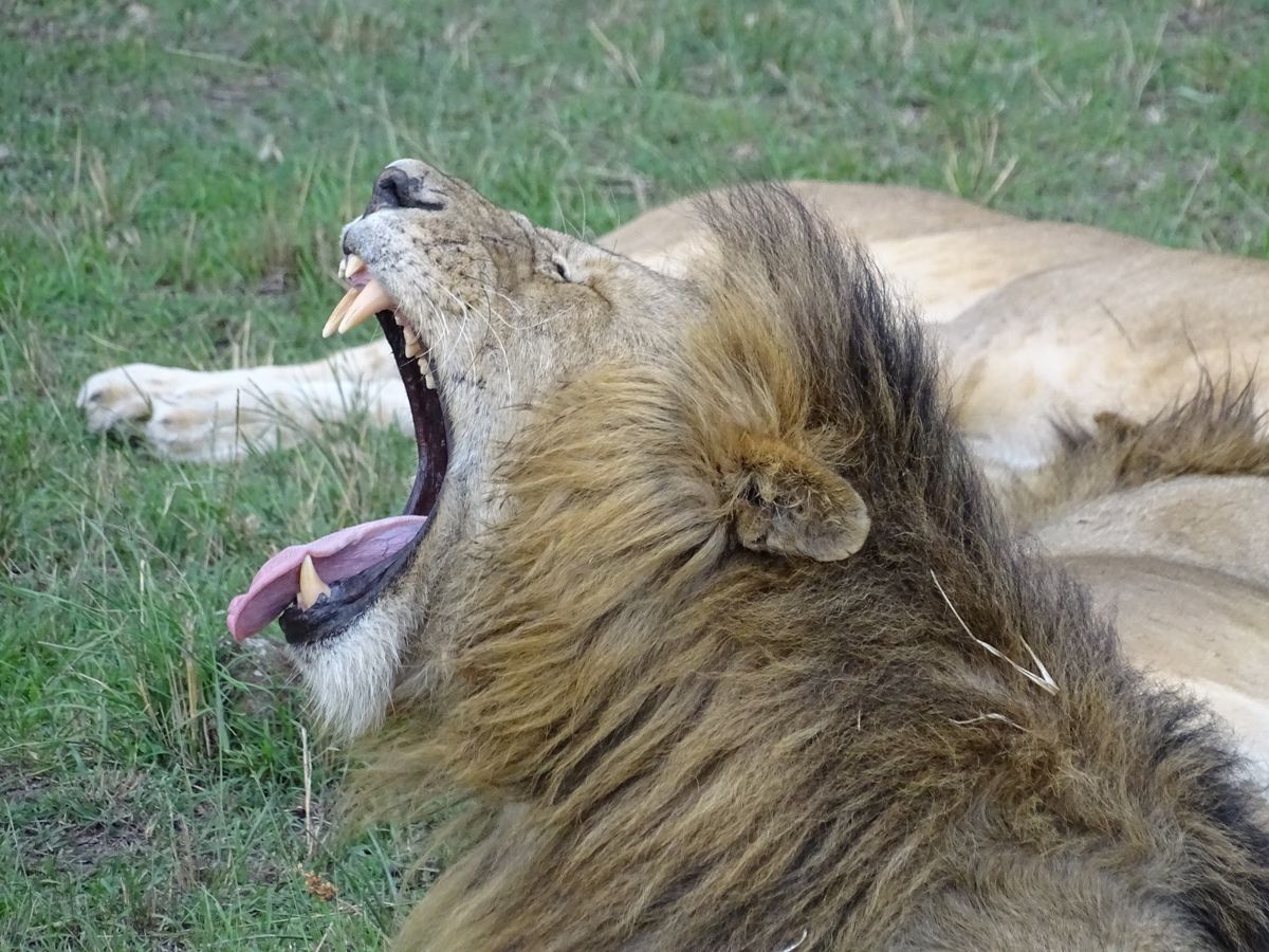 Masai Mara lion