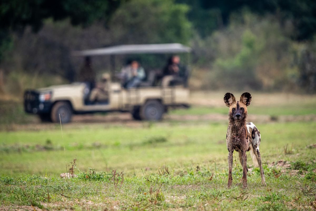 Nsefu wilddog
