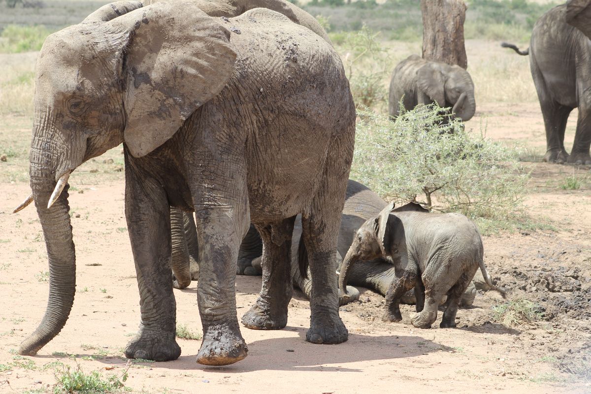 Serengeti Elefanten