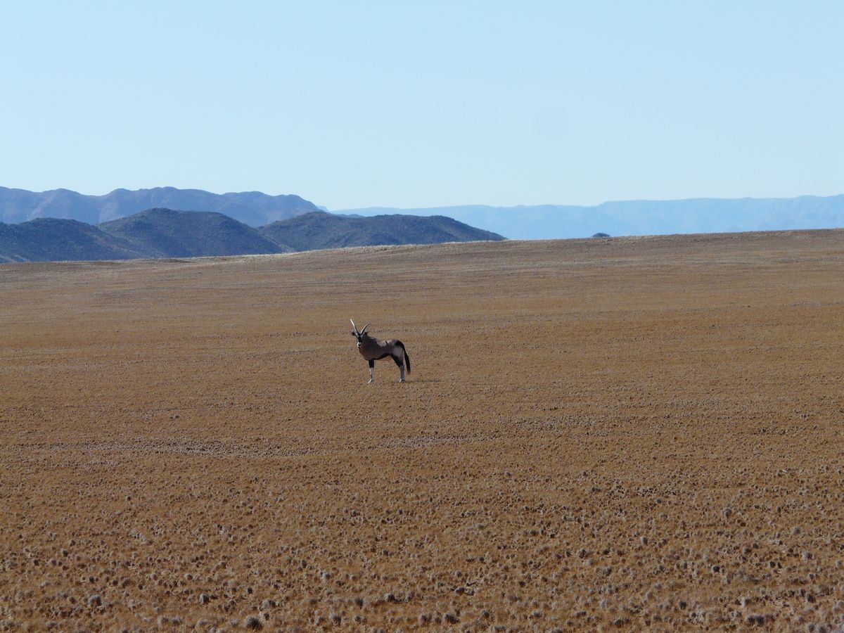Namib Naukluft oryx